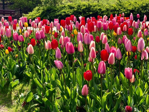 tulpen1